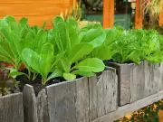 Expert Guide to Container Vegetable Gardening: Best Seed Sources and Tips