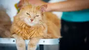 Expert Veterinarians Reveal Essential Cat Grooming Tips and Product Recommendations