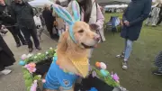 First-Ever Pet Parade Blooms at Vancouver Cherry Blossom Festival