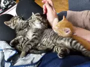 Five Kittens Rescued from Abbotsford Waste Facility in B.C. SPCA Operation