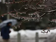 Freezing Rain Storm Paralyzes Ottawa, Cancels School Buses Amid Icy Conditions