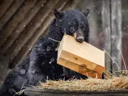 Genie the Black Bear Awakens from Hibernation at Ecomuseum Zoo