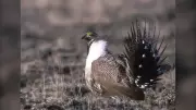 Grasslands National Park Access Restricted to Protect Endangered Sage-Grouse