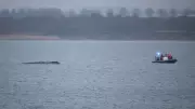 Humpback Whale Stranded in Baltic Sea Freed, Faces Daunting Journey Ahead