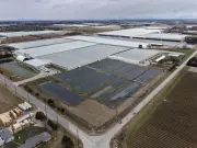 Kingsville Halts Sewer Upgrades Amid Greenhouse Industry Legal Challenge