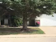 Landscaping Under Spruce Trees: Expert Tips for a Thriving Yard