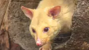 Live Possum Found Among Stuffed Animals in Australian Airport Gift Shop