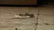 London Residents Report Rat Infestation, Councillor Proposes Bylaw Changes