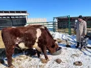 Manitoba Beef Producers Achieve Record Cattle Prices Amid Strong Market Demand
