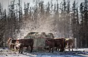 Manitoba Beef Producers Lobby Province for Enhanced Cattle Safety Measures