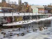 Montreal Weather Forecast: Cloudy with Gusty Winds and Drizzle Expected