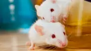 Mouse Study Reveals Repeated Cloning Causes Severe Genetic Mutations
