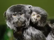 New Goeldi Monkey Infant Arrives at Winnipeg's Assiniboine Park Zoo