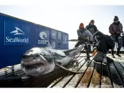 New Study Confirms Gulf of Mexico as Vital Winter Habitat for White Sharks