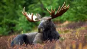 Ontario Hunter Receives Lifetime Ban and Fine for Illegal Moose Hunt