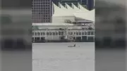 Orca Sighting in Vancouver Harbour Makes Perfect Birthday Gift for B.C. Woman