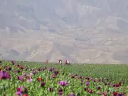 Permanent Resident Sentenced to 16 Years for $35M Opium Smuggling Operation