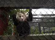 Pockets Warhol, Celebrated Abstract Painting Monkey, Dies at Ontario Sanctuary