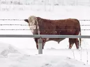 Police Warn Against Hunting Escaped Cows After Highway Collision in Northwestern Ontario