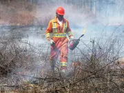 Prescribed Burns at Ojibway Prairie Complex Aim to Restore Native Ecosystems