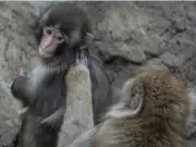 Punch the Baby Macaque Thrives, Makes Friends at Japanese Zoo