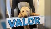 Puppy Valor Overcomes Mobility Loss, Nears Adoption After Rescue
