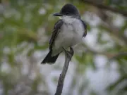 Quebec Tribunal Dismisses Case Over Race-Based Hiring in Bird Conservation