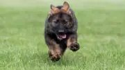 RCMP Launches 'Name the Puppy' Contest for Future Police Dogs in Canada