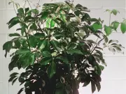 Revisiting the Dr. Phil Letter: A Nostalgic Look at Plant Parenting Advice