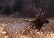 Saskatchewan Farmers to Receive New Program for Elk Crop Damage Management