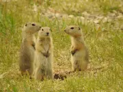 Saskatchewan Wildlife Federation Aids Landowners Battling Gopher Overpopulation