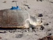 Satellite Tracks Three-Limbed Kemp's Ridley Sea Turtle After Rehabilitation Release