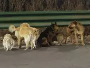 Seven Stolen Dogs Escape Captivity, Band Together for 17-Km Journey Home in China
