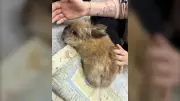 Six Abandoned Lion Head Rabbits Rescued in Rockwood, Highlighting Animal Welfare Concerns