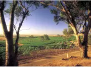 Southern Hemisphere Wine Harvest Begins: Discover Four Exceptional Wines