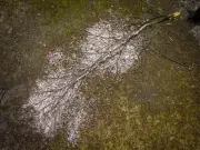 Southern Quebec Braces for 'Potentially Critical' Freezing Rain Event