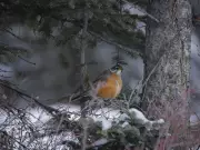 Spring's Palette Emerges: Wildlife and Willows Herald Alberta's Seasonal Shift