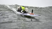 Sugar The Surfing Dog, Therapy Canine and Surfing Legend, Dies at 16