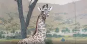 Toronto Zoo Seeks Public's Help in Naming Its Newborn Giraffe Calf