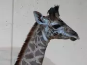 Toronto Zoo Welcomes New Baby Giraffe, Public to Choose Her Name