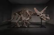 Triceratops Skeleton 'Trey' Heads to Auction Amid Booming Dinosaur Market
