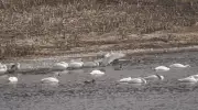 Tundra Swans Gather in Waterloo as Spring Migration Commences