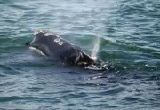 U.S. Plan to Alter Whale Safety Rules Sparks Canadian Criticism
