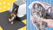 Vet-Approved Solutions for Common Cat Problems: From Litter Mats to Calming Diffusers