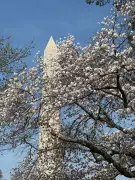 Washington D.C. Cherry Blossoms Reach Peak Bloom, Drawing Crowds to Tidal Basin