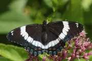 White Admiral Butterfly Officially Named Quebec's Emblem Insect After Three Decades