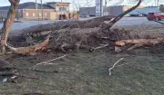 Windsor Continues Recovery Efforts Following Severe March Windstorm Damage