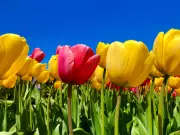 Windsor-Essex Spring Weather Forecast: Meteorologist Gary Archibald's Outlook