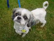 Windsor Police Arrest Alleged Dog Thief, Reunite Shih Tzu with Owner