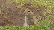 Winnipeg Humane Society to Appeal Province's Approval of Rodenticides for Ground Squirrels in City Parks